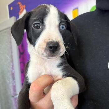 Wyatt -  Labrador Retriever and Australian Shepherd Dog for Adoption in Normal, Illinois - Wyatt | PetCurious