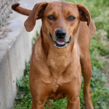Black Mouth Cur Dogs Available for Adoption - Jezebelle #A-141044 | PetCurious