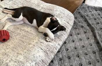 German Shorthaired Pointer and Mixed Breed Dogs Available for Adoption in Kansas City, Missouri - Cash | PetCurious