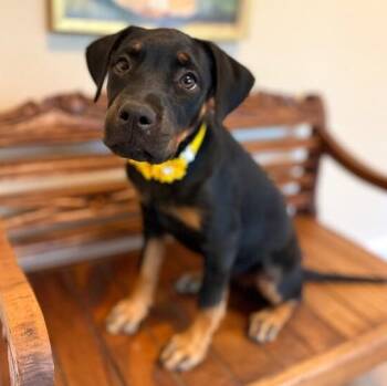 Cindy Brady Bunch -  Doberman Pinscher and German Shepherd Dog Dog for Adoption in Friendswood, Texas - Cindy Brady Bunch | PetCurious