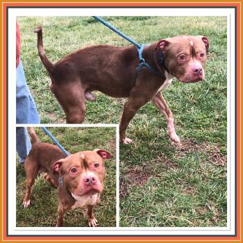 Pit Bull Terrier Dogs Available for Adoption - COPPER  | PetCurious