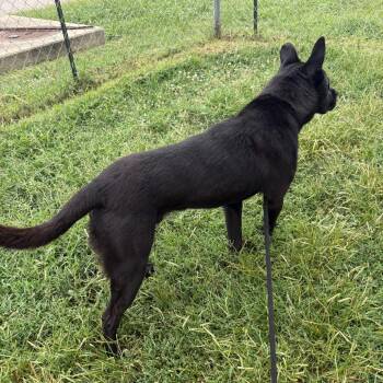 River P4P -  Shepherd and Mixed Breed Dog for Adoption in Saint Joseph, Missouri - River P4P | PetCurious