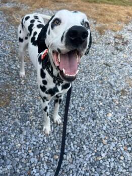Dalmatian Dogs Available for Adoption - Marshall | PetCurious