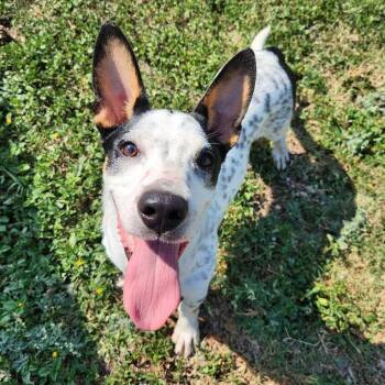 Lou -  Terrier and Mixed Breed Dog for Adoption in Corpus Christi, Texas - Lou | PetCurious