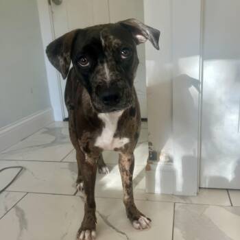 Bullet -  Catahoula Leopard Dog and Mixed Breed Dog for Adoption in Festus, Missouri - Bullet | PetCurious