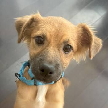 Alex -  Terrier Dog for Adoption - Alex | PetCurious