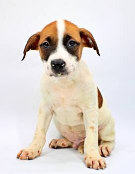 Bently -  Beagle and Boxer Dog for Adoption in Morton Grove, Illinois - Bently | PetCurious