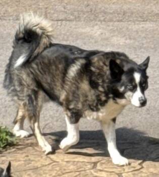 Bear and Lucky -  Husky and Pomeranian Dog for Adoption in Maryville, Tennessee - Bear And Lucky | PetCurious