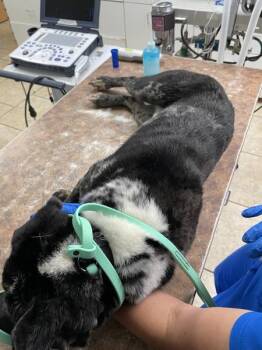 Oreo -  Catahoula Leopard Dog Dog for Adoption in Mobile, Alabama - Oreo | PetCurious
