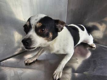 Rescue Mixed Breed Dogs for Adoption in Dallas, Texas - GARBANZO | PetCurious