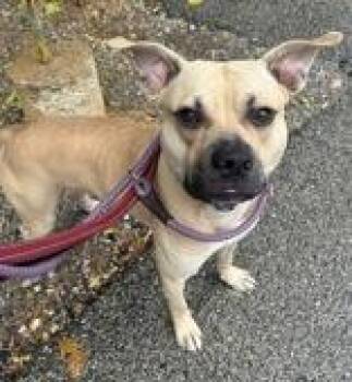 Rescue American Staffordshire Terrier Dogs for Adoption in Indianapolis, Indiana - Wallace | PetCurious