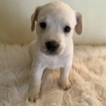 American Staffordshire Terrier Dogs Available for Adoption in Houston, Texas - Promise | PetCurious