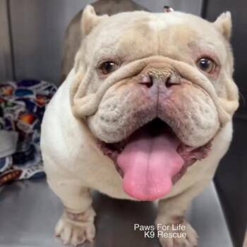 Bertha A2278273 -  Pit Bull Terrier Dog for Adoption in Los Angeles, California - Bertha A2278273 | PetCurious