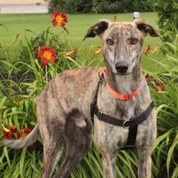 Shaker -  Greyhound and Coonhound Dog for Adoption in Goshen, Indiana - Shaker | PetCurious