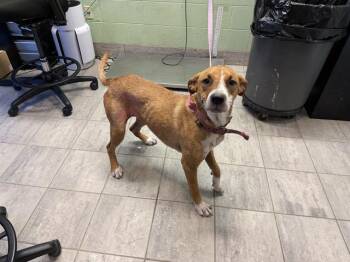 PUMPKIN -  Foxhound and Mixed Breed Dog for Adoption in Grand Prairie, Texas - PUMPKIN | PetCurious