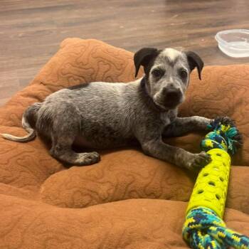 Matilda -  Australian Cattle Dog Blue Heeler and Mixed Breed Dog for Adoption in Wadena, Minnesota - Matilda | PetCurious