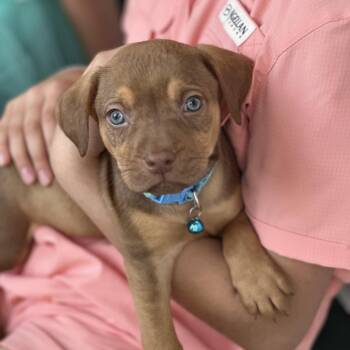 Hound Dogs Available for Adoption - Tasmanian Devil | PetCurious