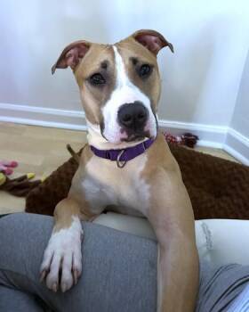 Mixed Breed Dogs Available for Adoption - Twista | PetCurious