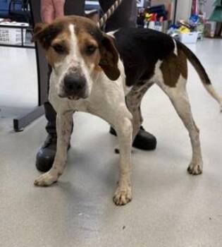 Tater -  Hound Dog for Adoption in Maryville, Tennessee - Tater | PetCurious