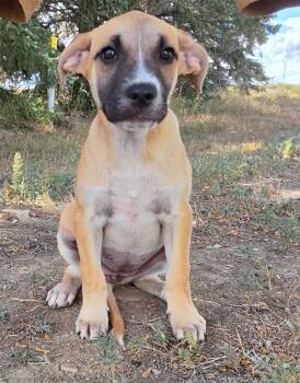 Taba Rengi -  Australian Cattle Dog Blue Heeler and Labrador Retriever Dog for Adoption in Fort Lupton, Colorado - Taba Rengi | PetCurious