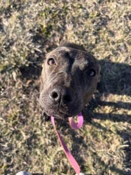 Mixed Breed Dogs Available for Adoption in Kansas City, Missouri - Galaxy | PetCurious