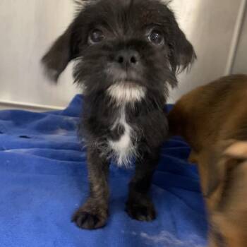 Alfie A2294587 -  Terrier Dog for Adoption in Los Angeles, California - Alfie A2294587 | PetCurious