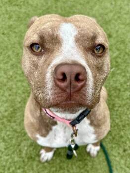 Mixed Breed Dogs Available for Adoption in Wichita, Kansas - Coconut | PetCurious