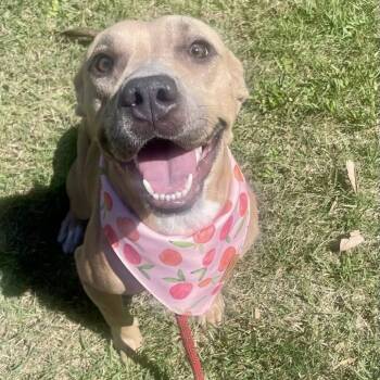 Rescue American Staffordshire Terrier Dogs for Adoption in Pittsburgh, Pennsylvania - Lita (Canelita) | PetCurious
