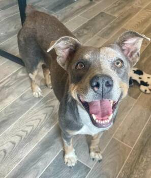 Cattle Dog and Terrier Dogs Available for Adoption in Nashville, Georgia - Pixel | PetCurious