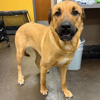 Lilac -  Anatolian Shepherd and Mixed Breed Dog for Adoption in Norman, Oklahoma - Lilac | PetCurious