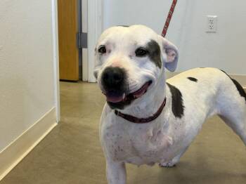 Pit Bull Terrier Dogs Available for Adoption - Raya | PetCurious