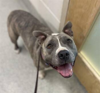 ECHO -  American Staffordshire Terrier Dog for Adoption in Loveland, Colorado - ECHO | PetCurious