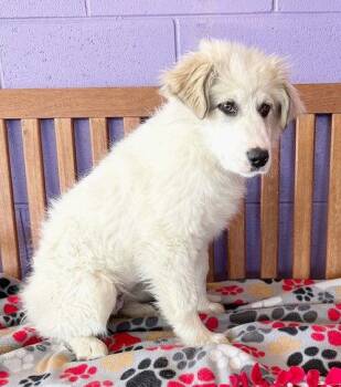 Great Pyrenees Dogs Available for Adoption - **WINTER** | PetCurious