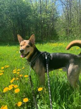 Rescue Mixed Breed Dogs for Adoption in Montreal, Quebec - Rocky | PetCurious
