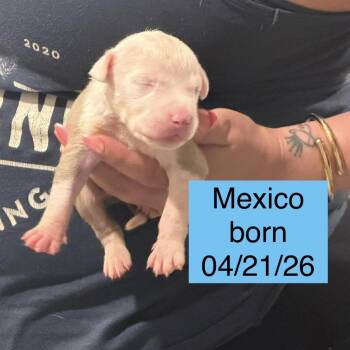 Mexico -  Pit Bull Terrier Dog for Adoption in Tampa, Florida - Mexico | PetCurious