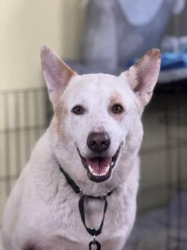 Siberian Husky Dogs Available for Adoption - Ranger | PetCurious