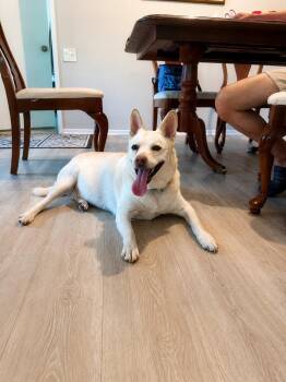 OoYoo - Foster or Adopt Me! -  Canaan Dog and Jindo Dog for Adoption in Lake Forest, California - OoYoo - Foster Or Adopt Me! | PetCurious