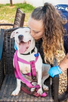 Mixed Breed Dogs Available for Adoption in Chamblee, Georgia - Michelle - IN FOSTER | PetCurious