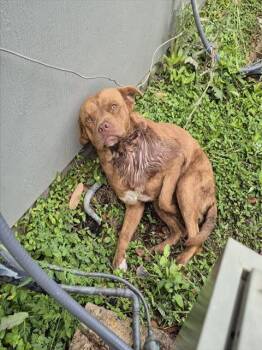 American Bulldog Dogs Available for Adoption - ROLO | PetCurious