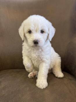 Goldendoodle Dogs Available for Adoption in Iron Ridge, Wisconsin - Lilac  | PetCurious