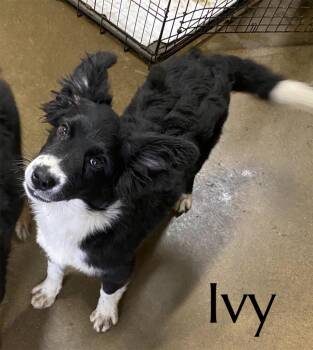Australian Shepherd Dogs Available for Adoption in Pembroke, Massachusetts - Ivy | PetCurious