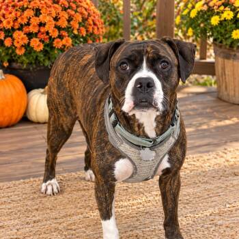 BOSCOE (Couch Potato, Cuddler, Devoted/Loyal, Good With Kids/Dog -  Boxer Dog for Adoption in Houston, Texas - BOSCOE (Couch Potato, Cuddler, Devoted/Loyal, Good With Kids/Dog | PetCurious