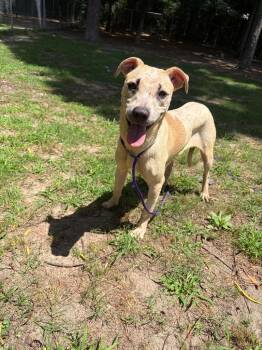 Caramela -  Cattle Dog Dog for Adoption in Little Rock, Arkansas - Caramela | PetCurious