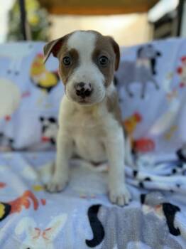 Gary -  Australian Cattle Dog Blue Heeler and Mixed Breed Dog for Adoption in Dysart, Iowa - Gary | PetCurious