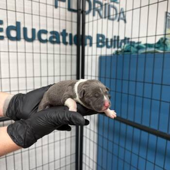 Fritter -  American Bulldog Dog for Adoption in Lakeland, Florida - Fritter | PetCurious