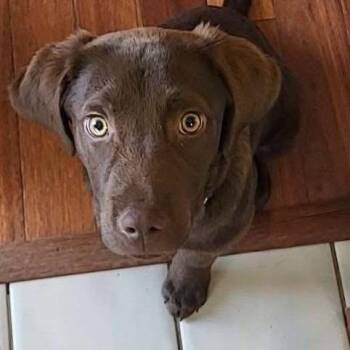 Mixed Breed Dogs Available for Adoption - Quinn | PetCurious