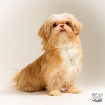 Clementine -  Shih Tzu and Pekingese Dog for Adoption in Fort Montgomery, New York - Clementine | PetCurious