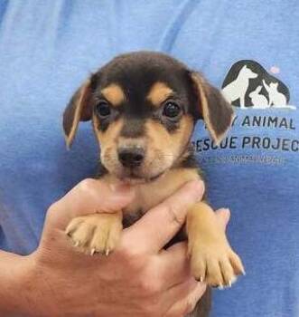 Bernie (Born 04/26/26) -  Terrier Dog for Adoption in Troy, Alabama - Bernie (Born 04/26/26) | PetCurious