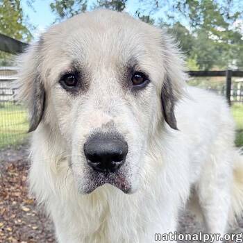 Buddy in GA - Super Sweet & Gentle -  Great Pyrenees Dog for Adoption in Beacon, New York - Buddy In GA - Super Sweet & Gentle | PetCurious