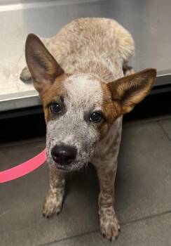 Woody -  Cattle Dog and Mixed Breed Dog for Adoption in Fresno, California - Woody | PetCurious